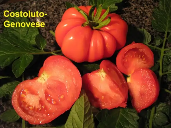 Tomaten: Costoluto Genovese