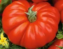 Tomaten: Costoluto Parma