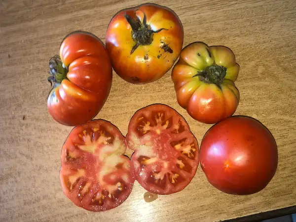 Tomaten: Costoluto Rosso di Ischia