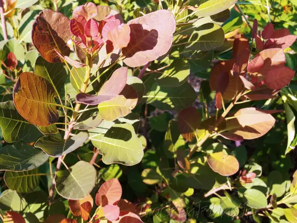 Stauden / Gehölz: Cotinus coggygria ‣ ‣ ‣ Smokebush Perückenstrauch ‣ RAR