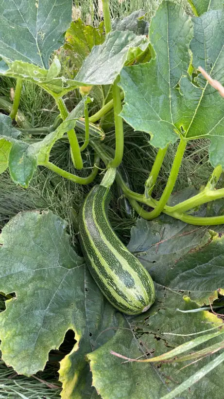 Zucchini: Coucourcelle