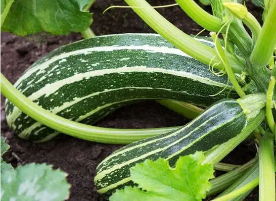 Zucchini: Coucourzelle