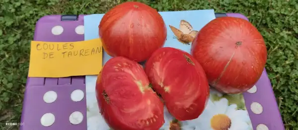 Tomaten: Couilles de Taureau