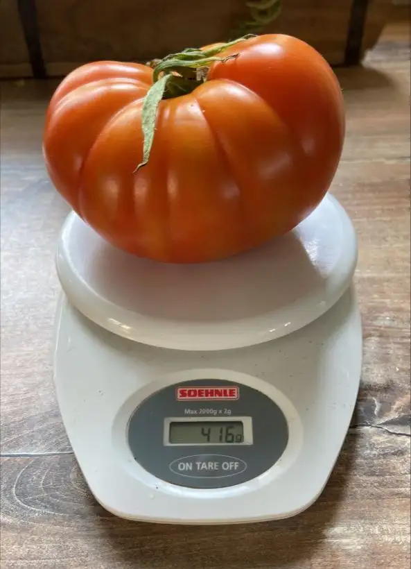 Tomaten: Couilles de Taureau