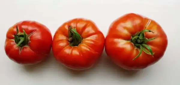 Tomaten: Couilles de Taureau