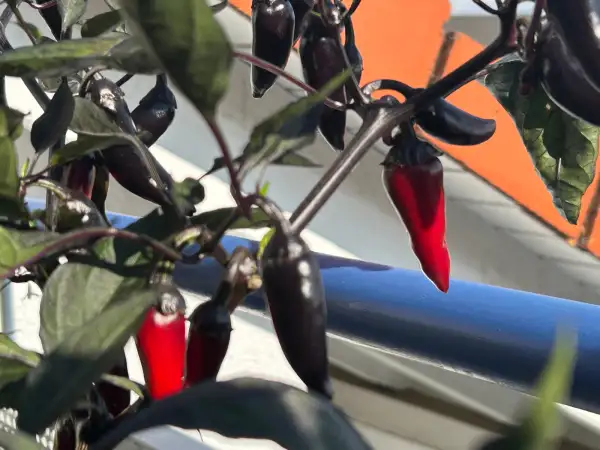 Chili / Paprika: Count Dracula