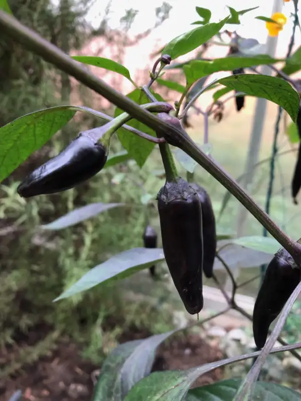 Chili / Paprika: Count Dracula