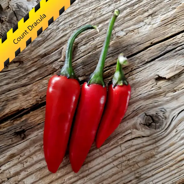 Chili: Count Dracula