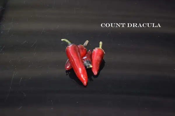 Chili / Paprika: Count Dracula