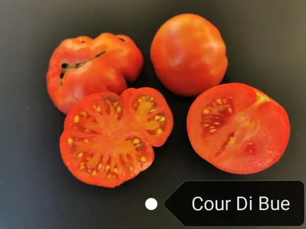 Tomaten: Cour di Bue