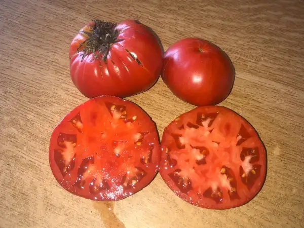Tomaten: Coustralee