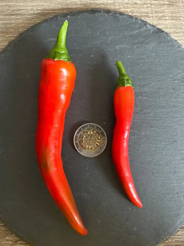 Chili / Paprika: Cow Horn