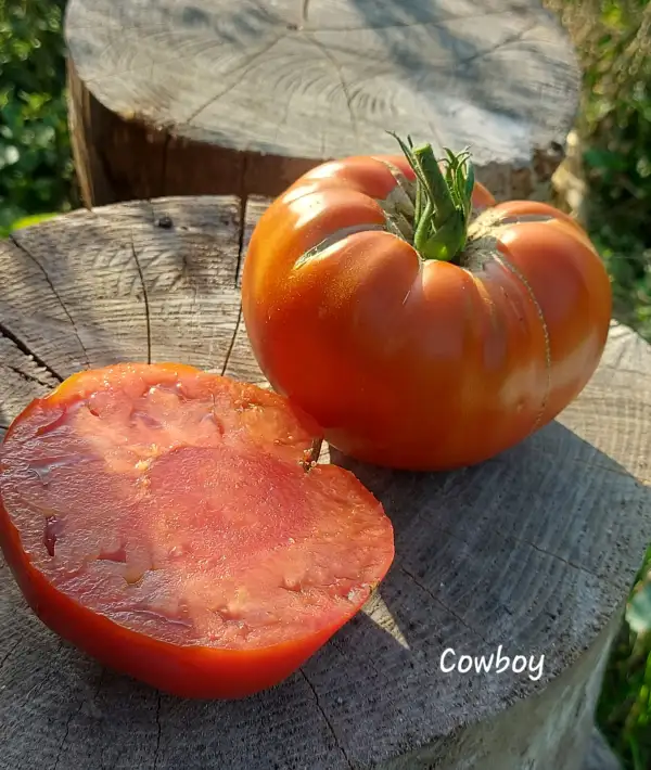 Tomaten: COWBOY
