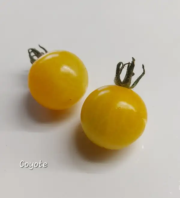 Tomaten: Coyote