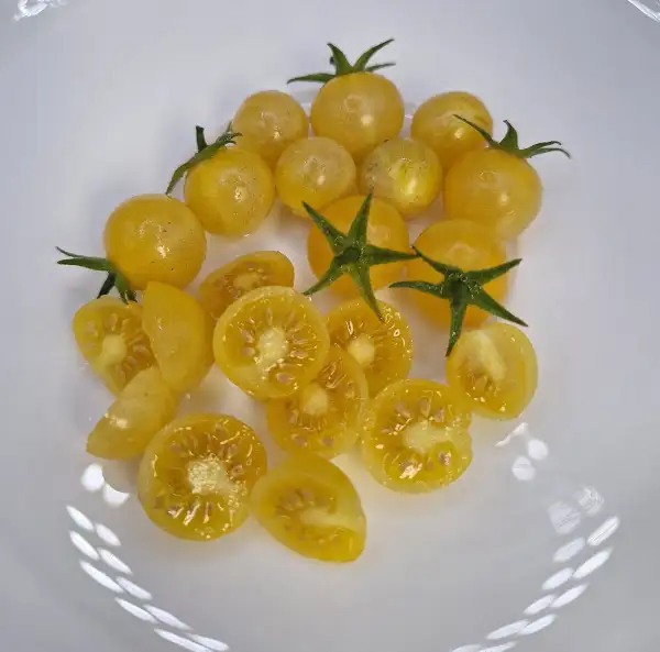 Tomaten: Coyote