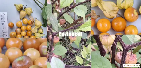 Physalis: Coztomatl