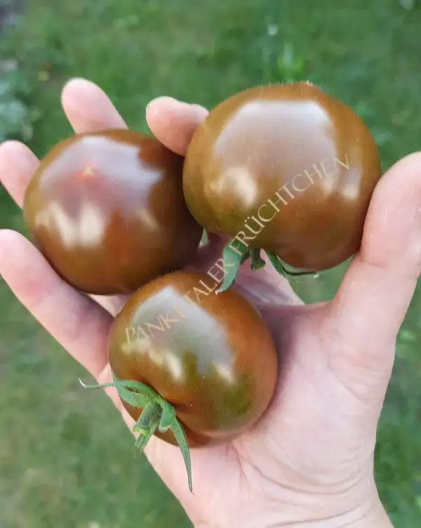 Tomaten: Crèole