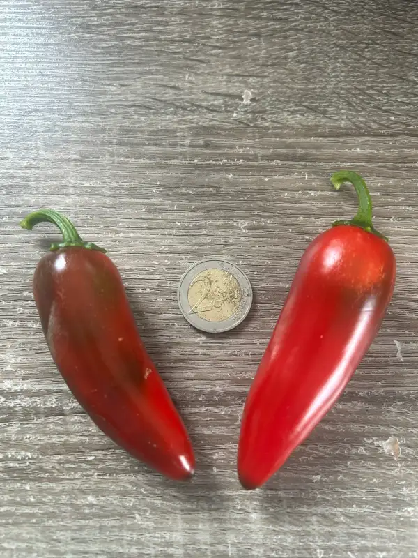 Chili: Craigs Grande Jalapeño