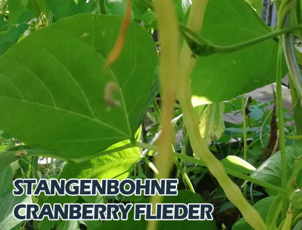 Bohnen: Cranberry Flieder
