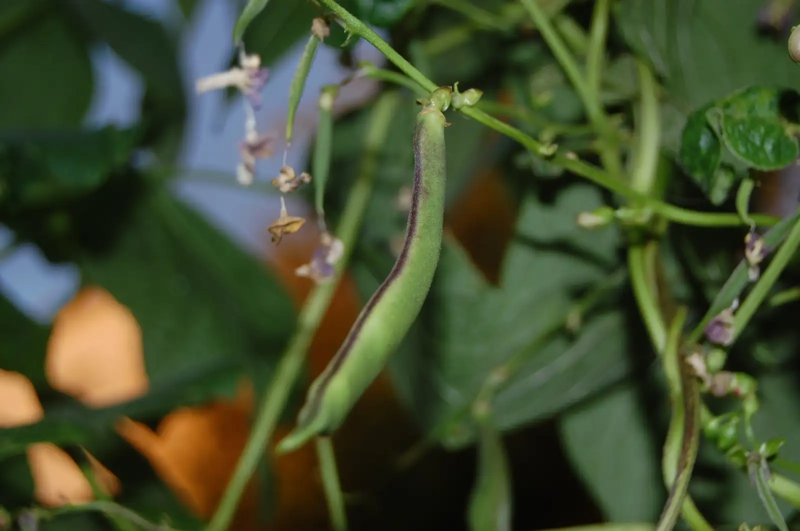 Bohnen: Cranberry Flieder (Forellenbohne)