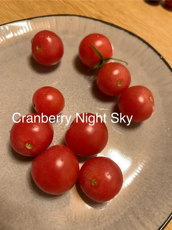 Tomaten: Cranberry Night Sky