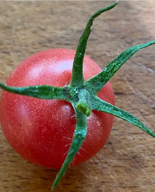 Tomaten: Cranberry Night Sky