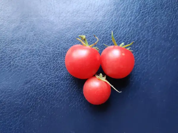 Tomaten: Cranberry Night Sky