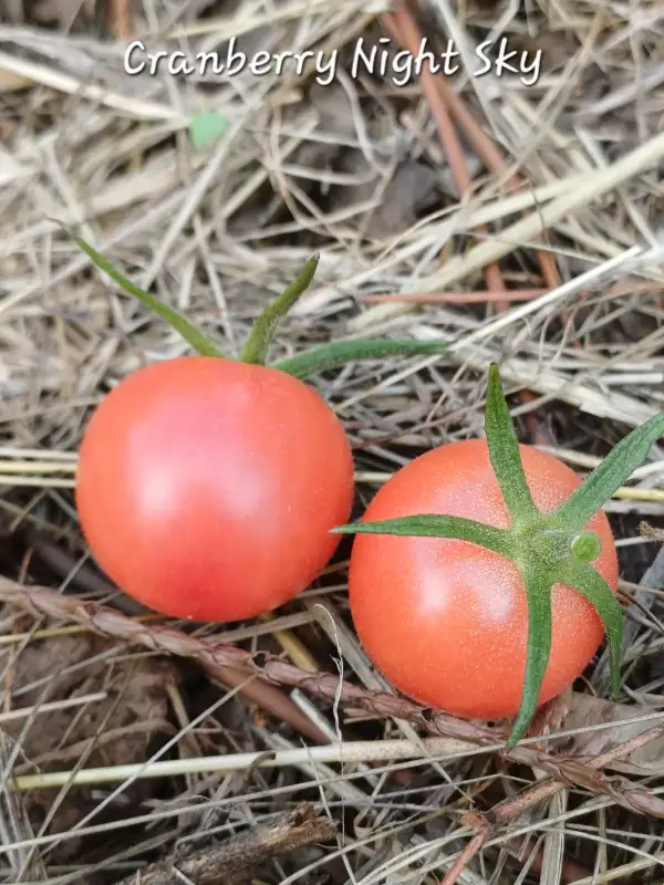 Tomaten: Cranberry Night Sky