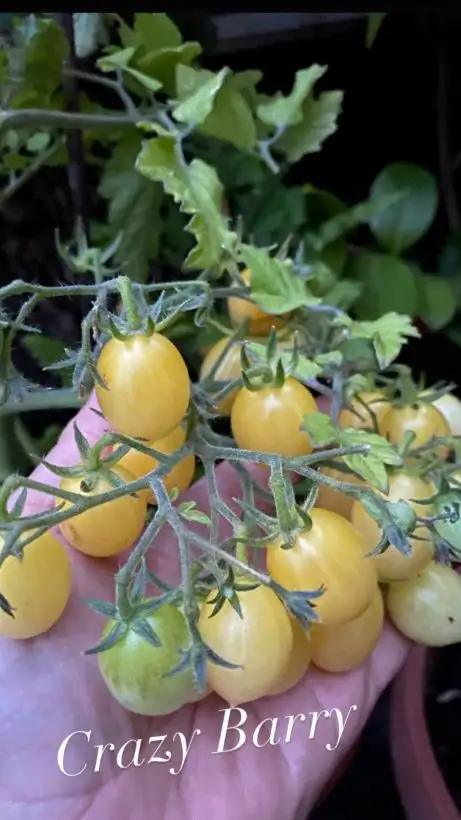 Tomaten: Crazy Barry