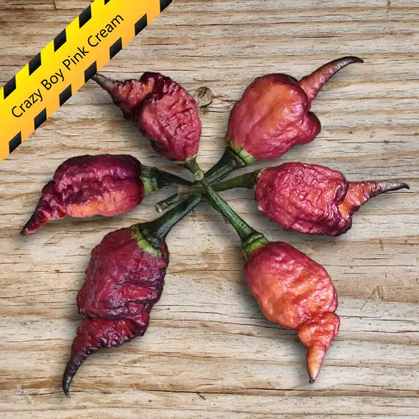Chili: Crazy Boy Pink Cream