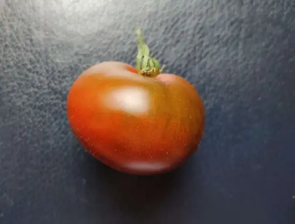 Tomaten: Crazy Horse