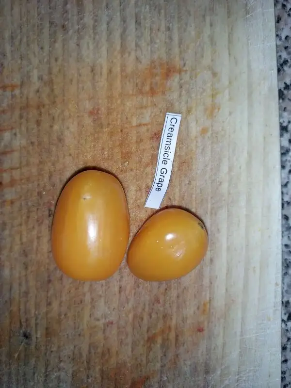 Tomaten: Creamsicle Grape