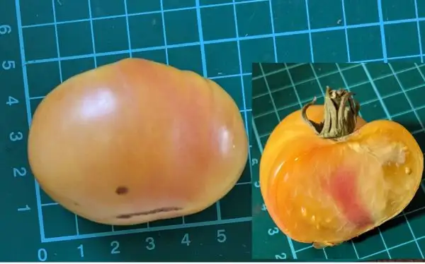 Tomaten: Creme Torte