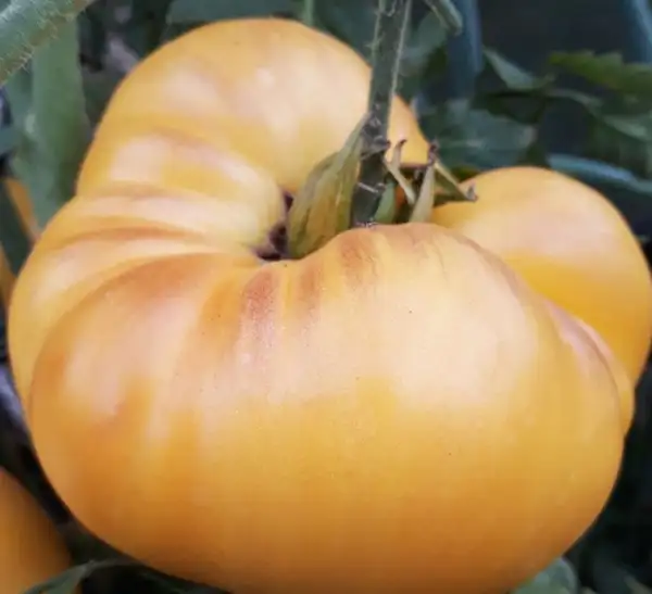 Tomaten: Creme Torte