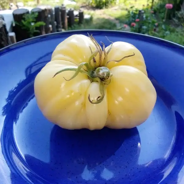 Tomaten: Cremeweisses Ochsenherz, Fleischtomate, ein echter Hingugger.