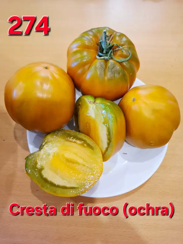 Tomaten: Cresta di fuoco ochra