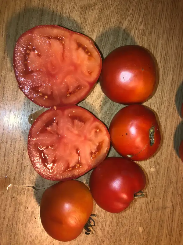 Tomaten: Crete de Izvor