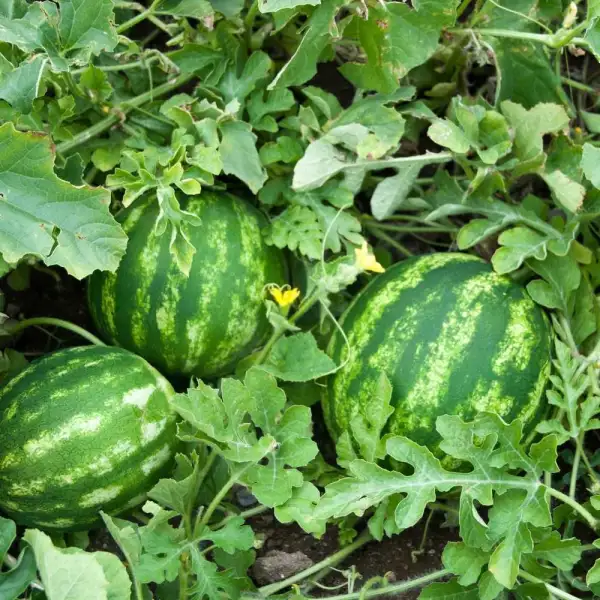 Melonen: Crimson Sweet Wassermelone