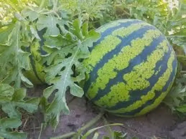 Melonen: Crimson Sweet Wassermelone