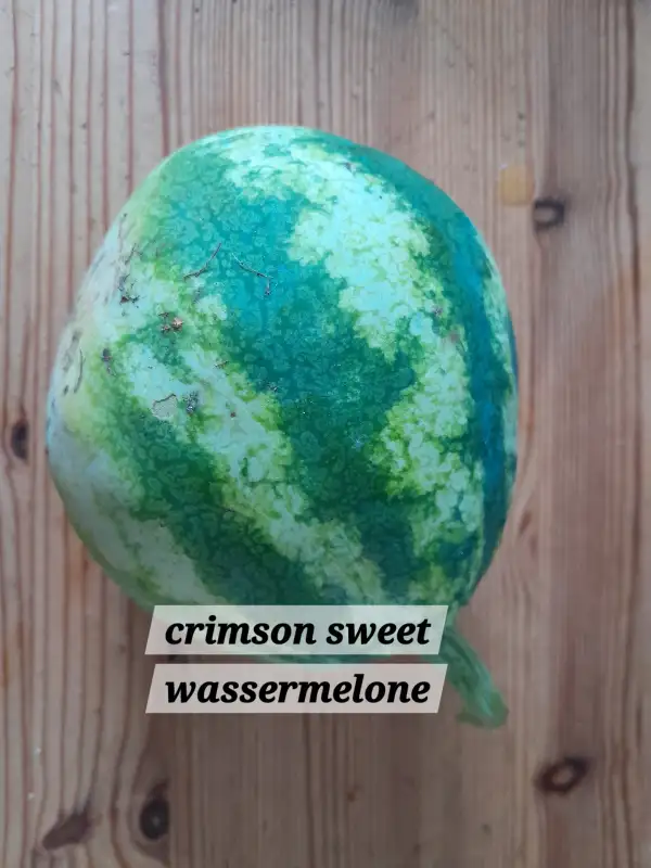 Obst: Crimson Sweet Wassermelone