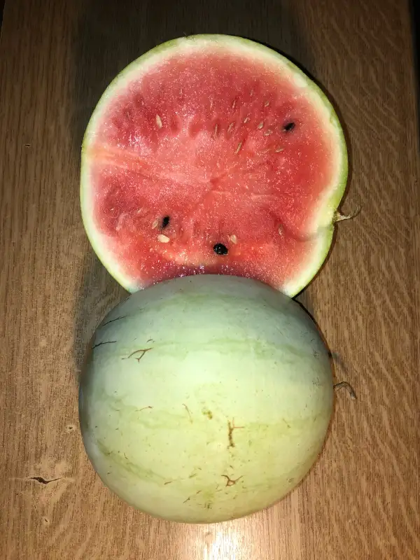 Obst: Crimson White wassermelone