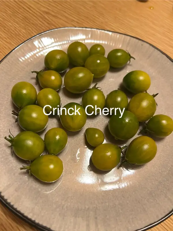 Tomaten: Crinck Cherry