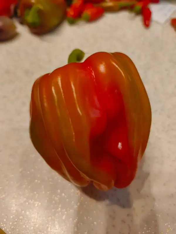 Chili / Paprika: Criolla de Coccina