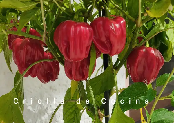 Chili / Paprika: Criolla de Cocina