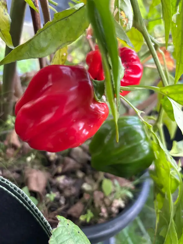 Paprika: Criolla de Cocina