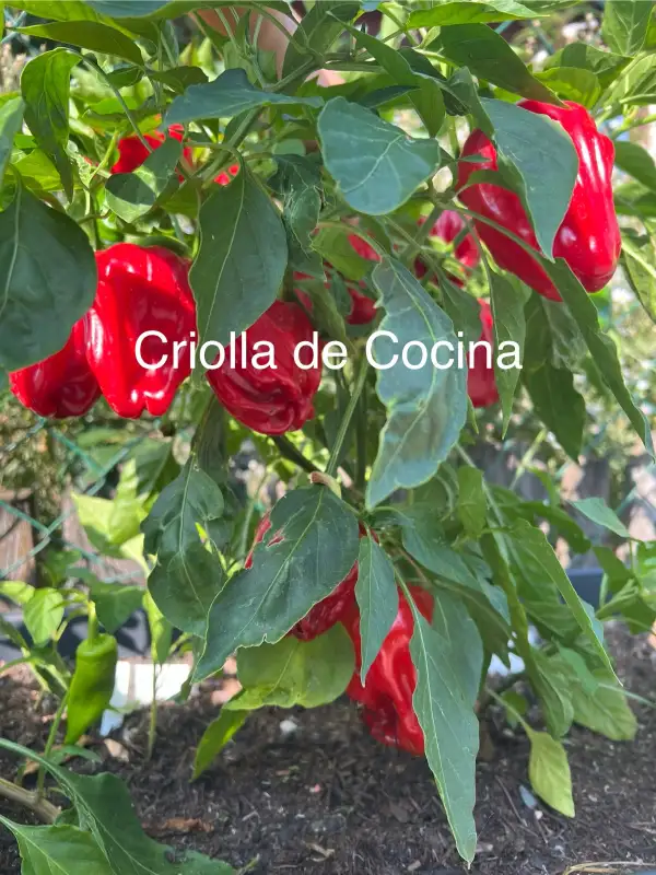 Chili / Paprika: Criolla de Cocina