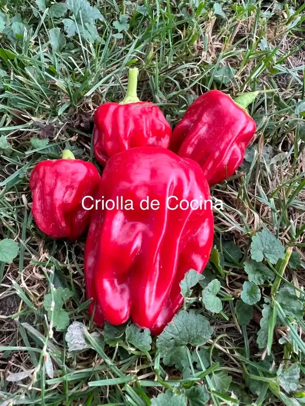 Chili / Paprika: Criolla de Cocina