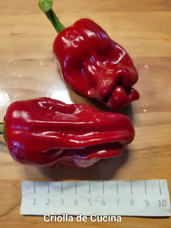 Chili / Paprika: Criolla de Cucina	Schärfe:	2	Höhe:	60cm