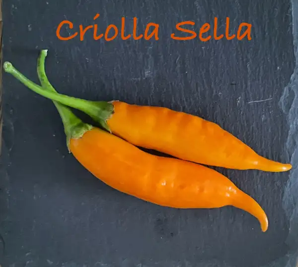 Chili / Paprika: Criolla Sella