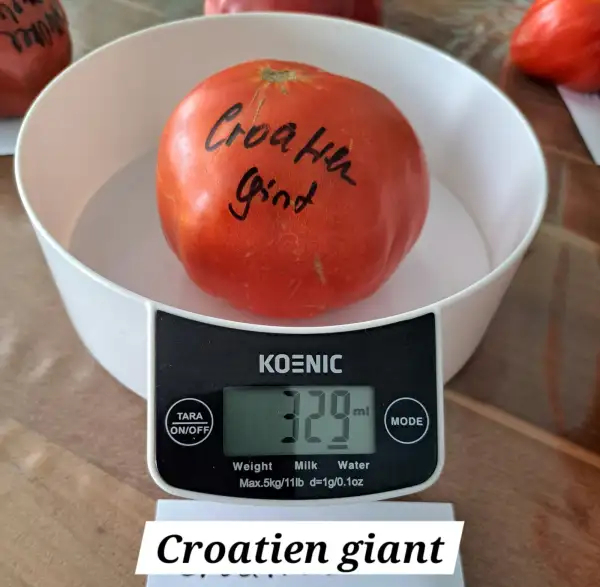 Tomaten: Croatien giant